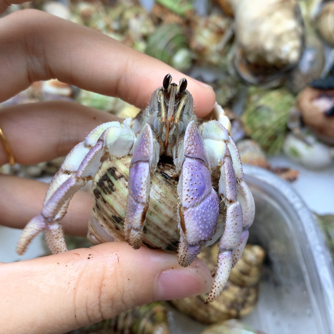 a8梦幻清透浅紫色里拉