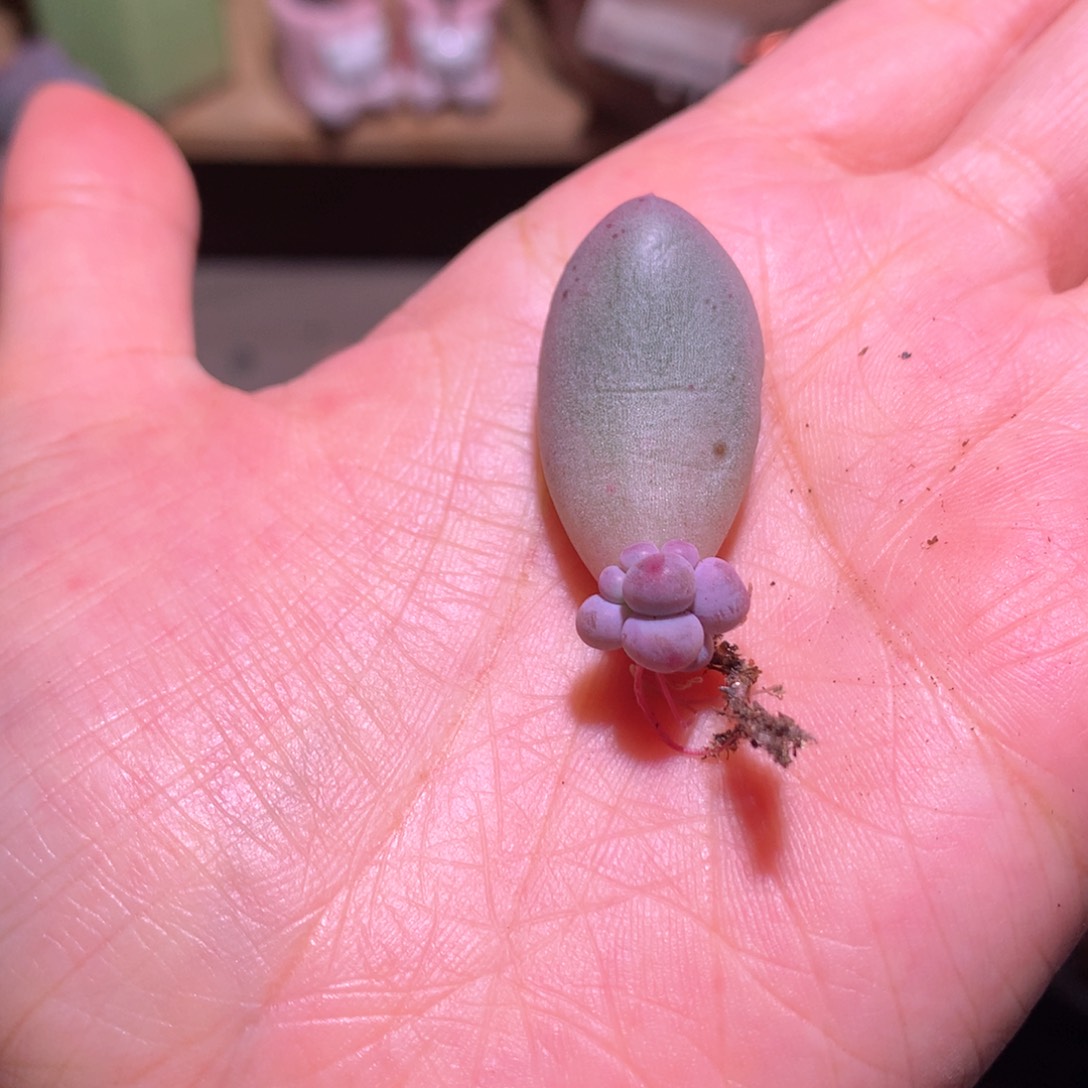 米可奶酪多肉 米可奶