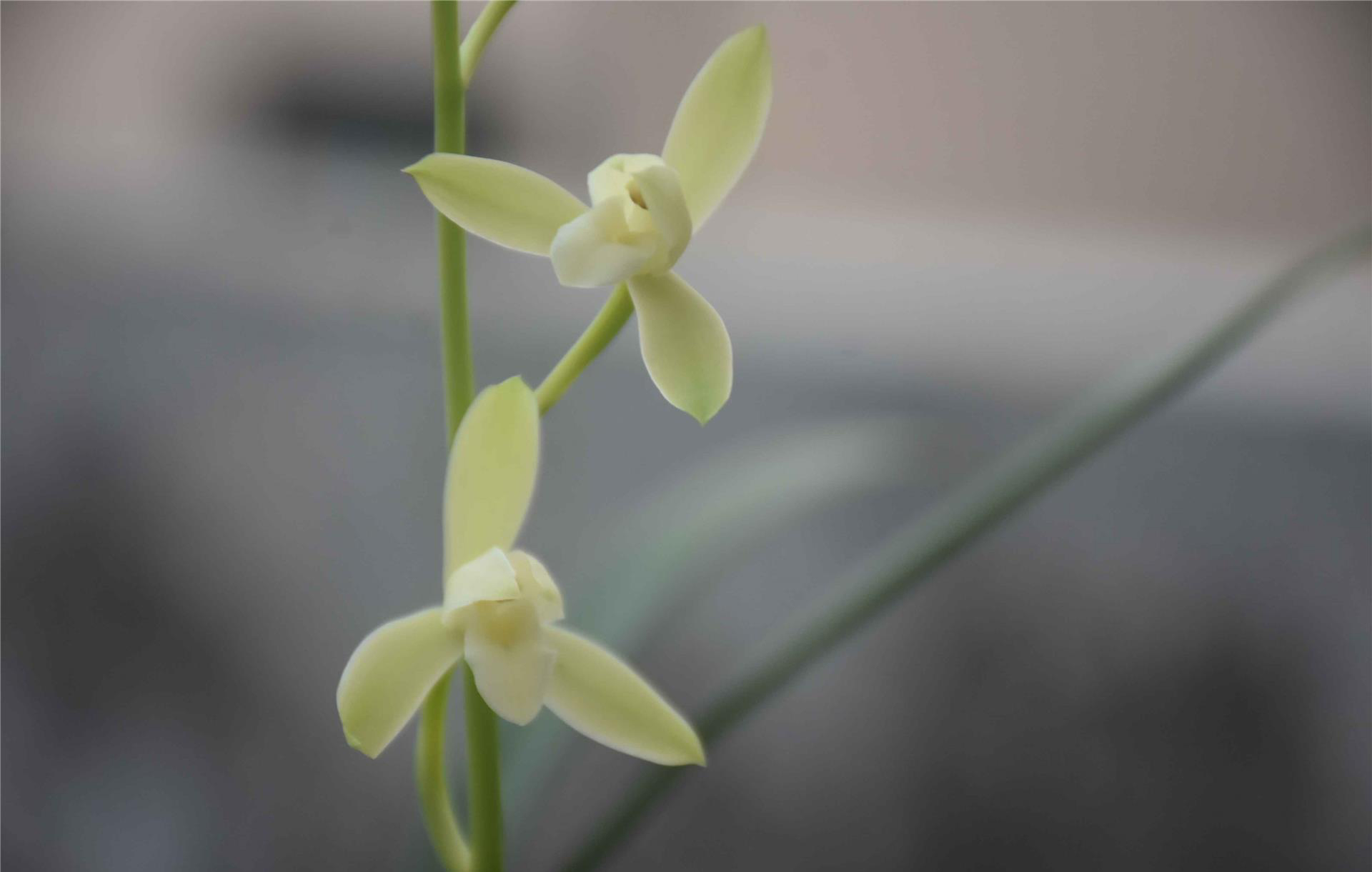 春剑秋榜墨兰春兰建兰蕙兰莲瓣兰