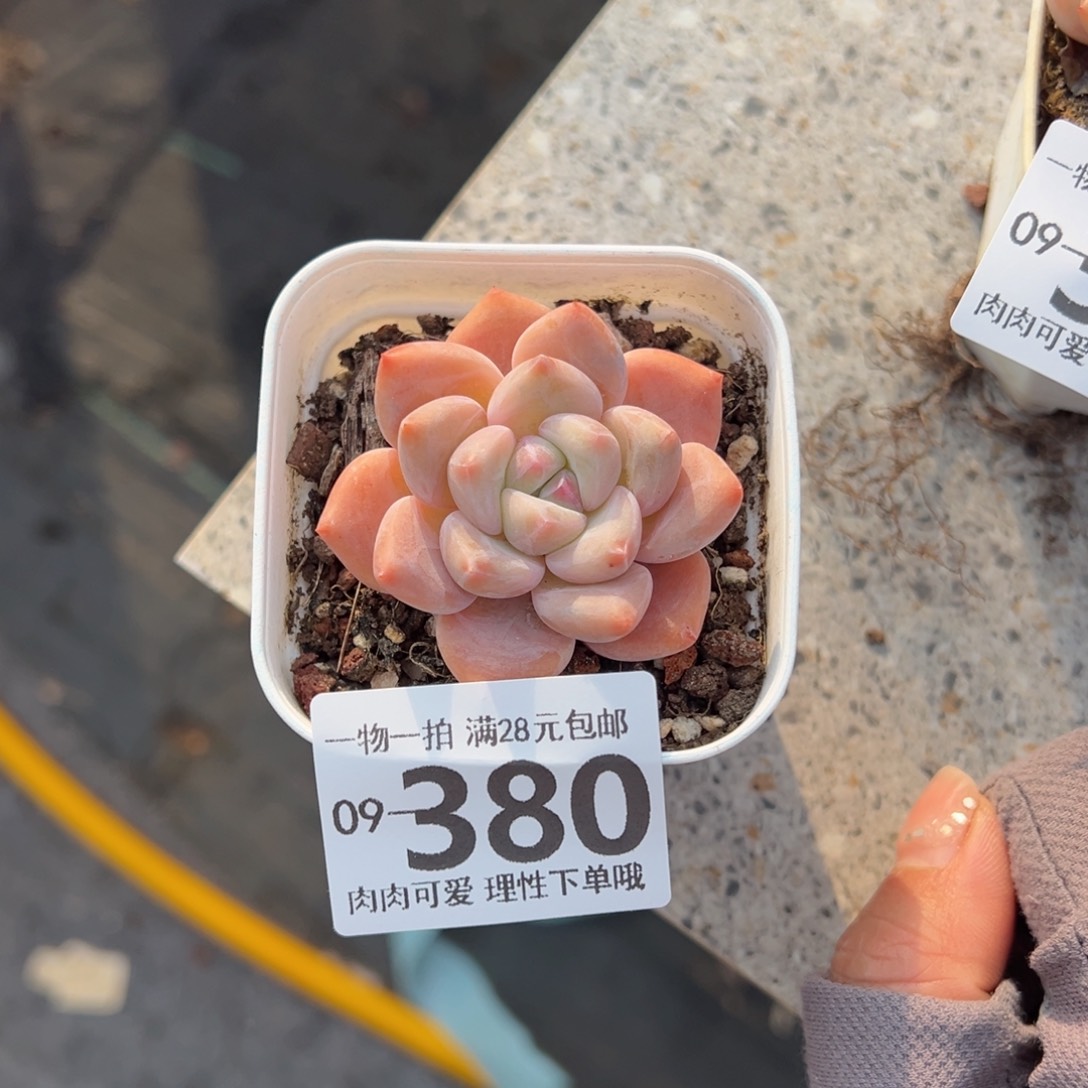 蛋吉单头多肉单头多肉