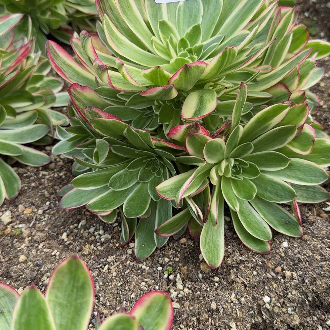 1200海王。多肉植物