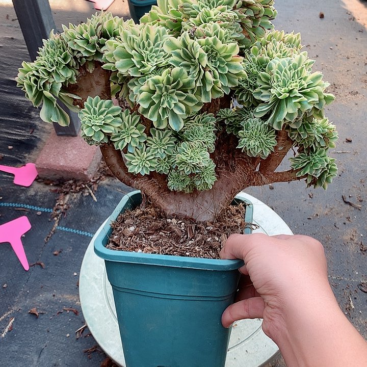 碧玉朵朵脱土发货啊