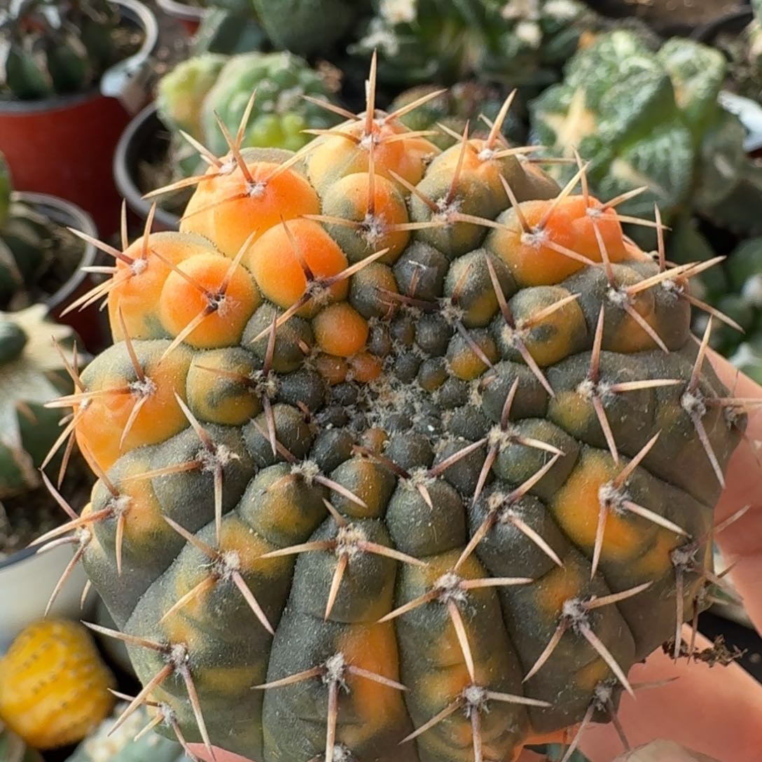 【闪购商品】自根黑刺凤头花锦