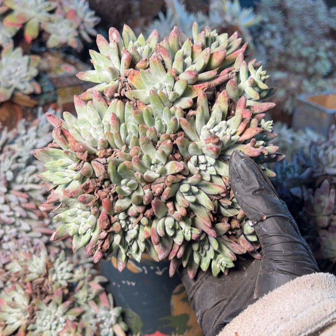 8333哈哈哈哈哈哈哈哈哈