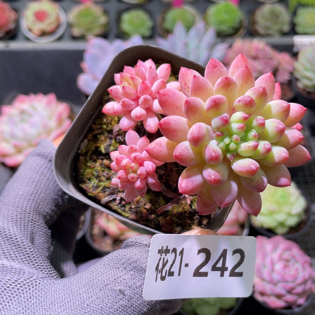 花利美21-242烟-花