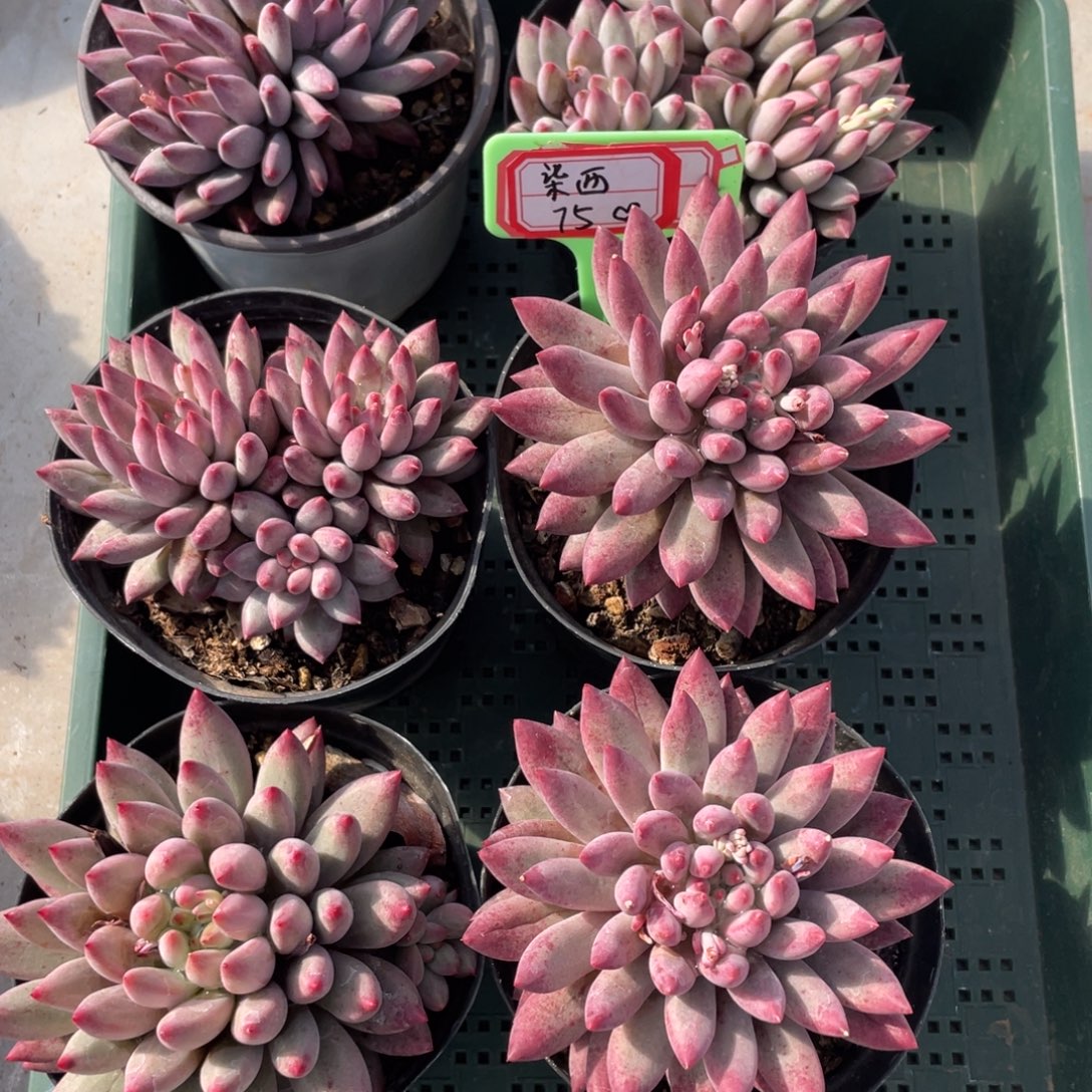 柒***西柒西75、                 