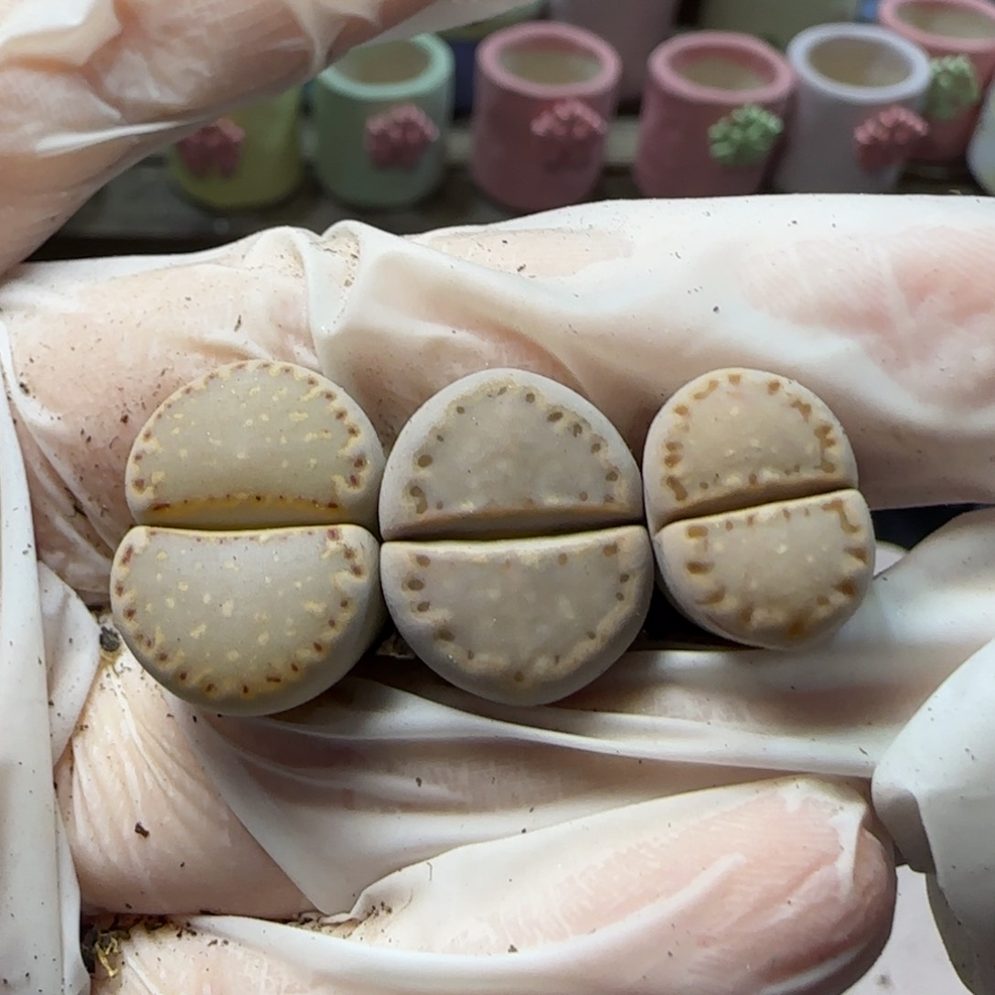 1。12。7017。上播福利饼干。