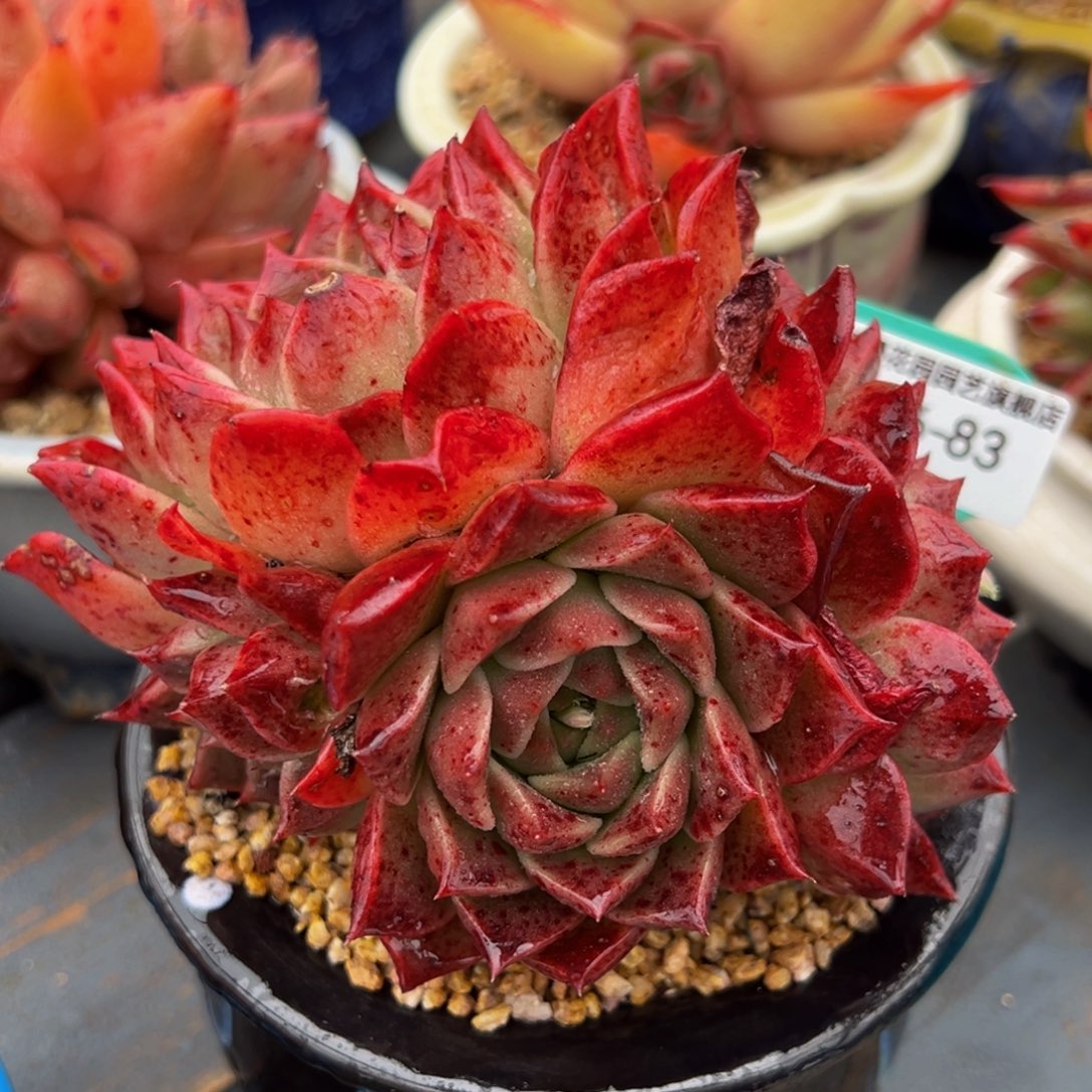 从前慢多多精选编号0306.83