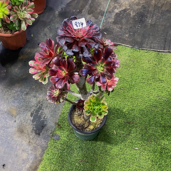 有***追架接0000000000834号