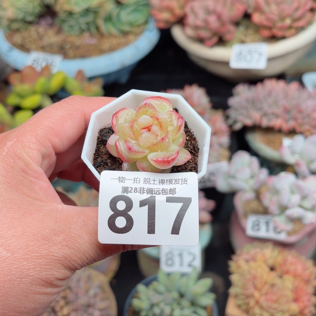 恶魔之泪无盆土发货