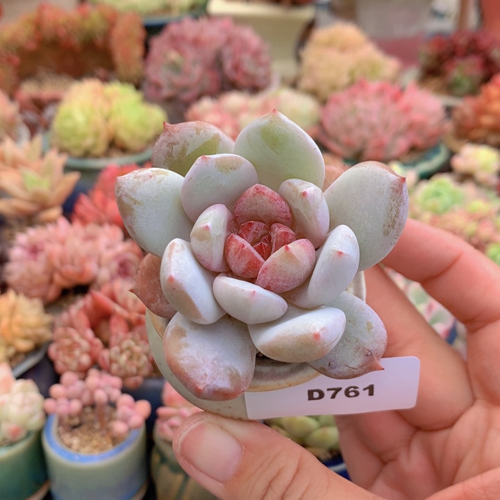 一物一拍满38包邮D761