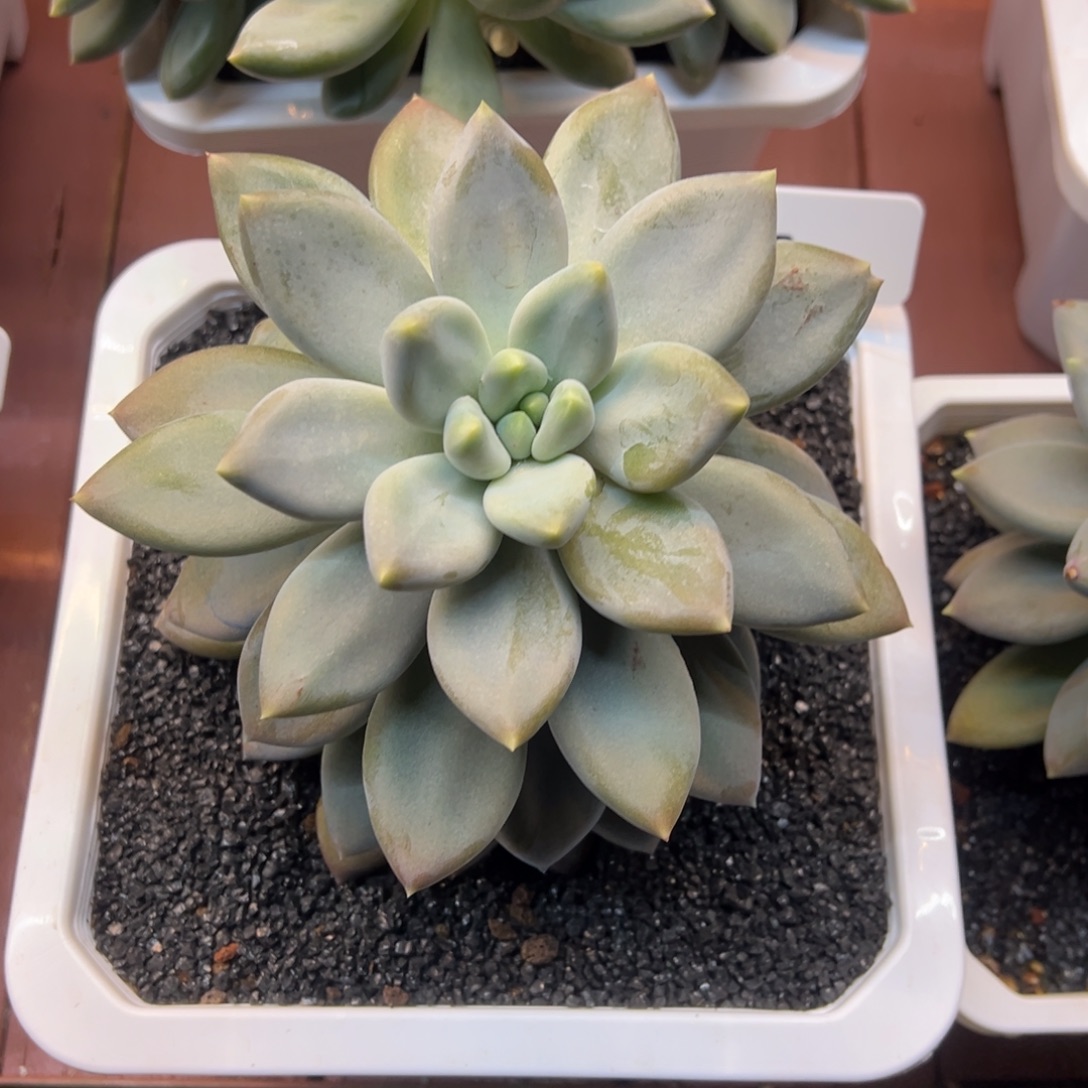 哥特萝莉一物一拍