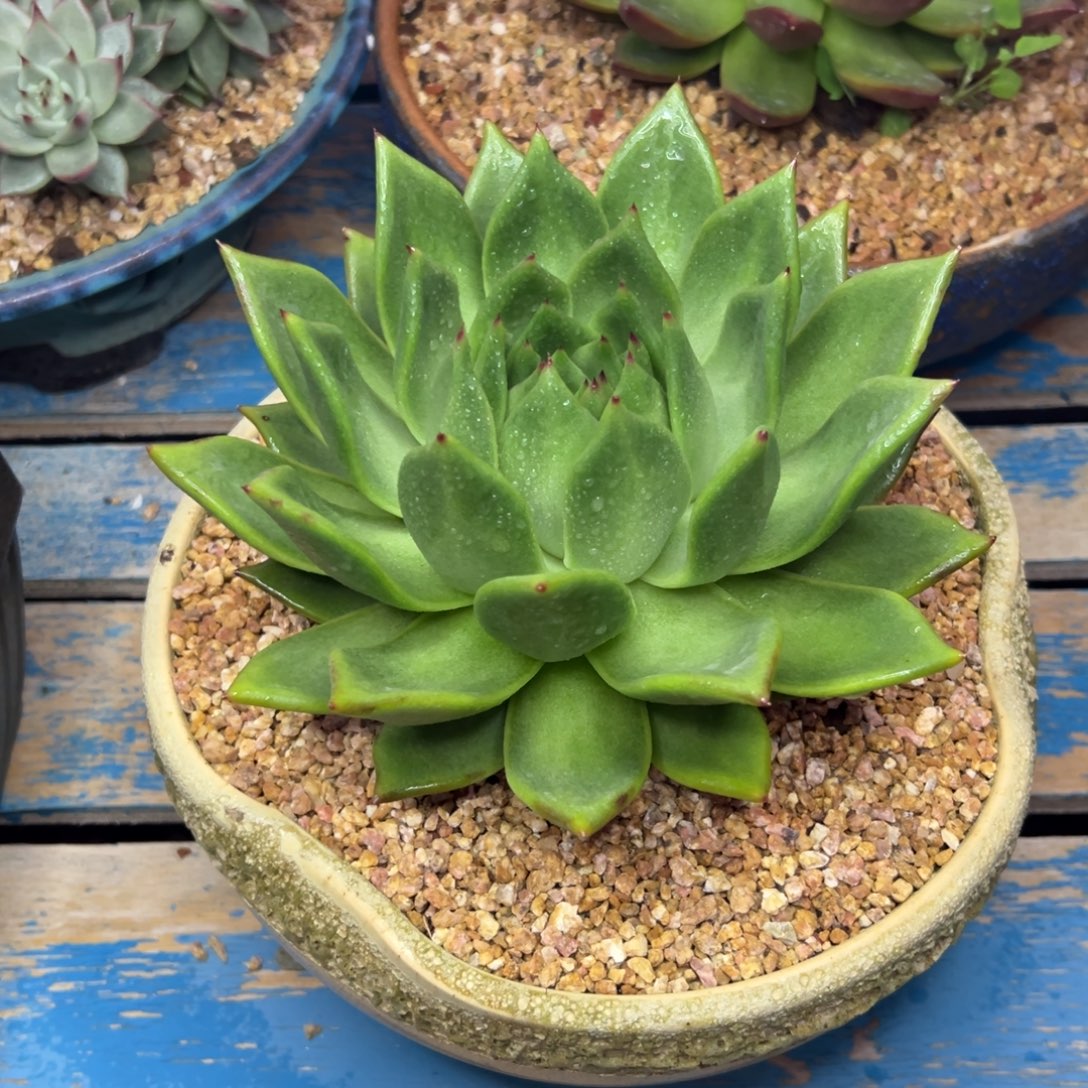 多肉植物一物一拍163