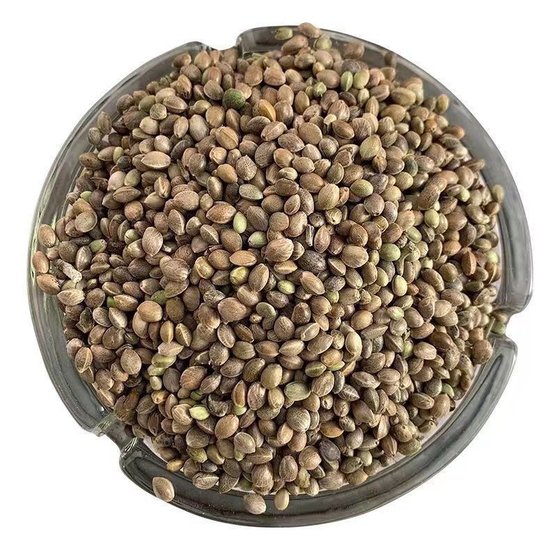 【500克】 君子兰 绿植 花卉 使用