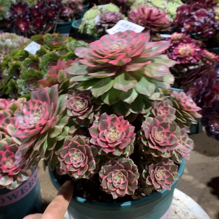 潇**哥437莲花座多肉植物