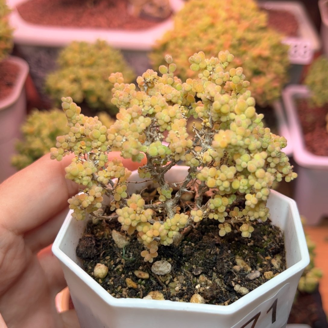 471米粒缀化可爱多肉植物