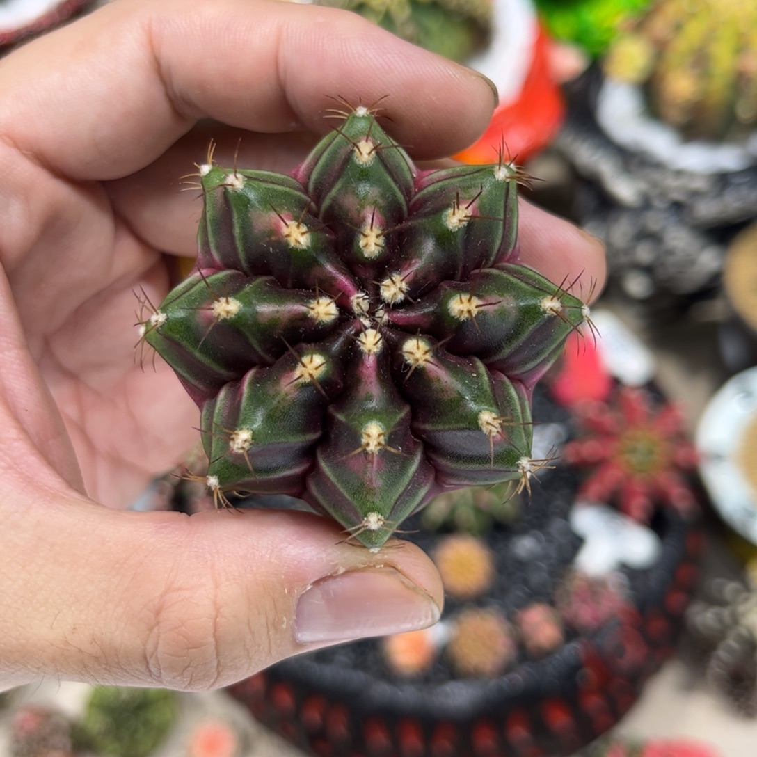 全品暗紫实生根泰球