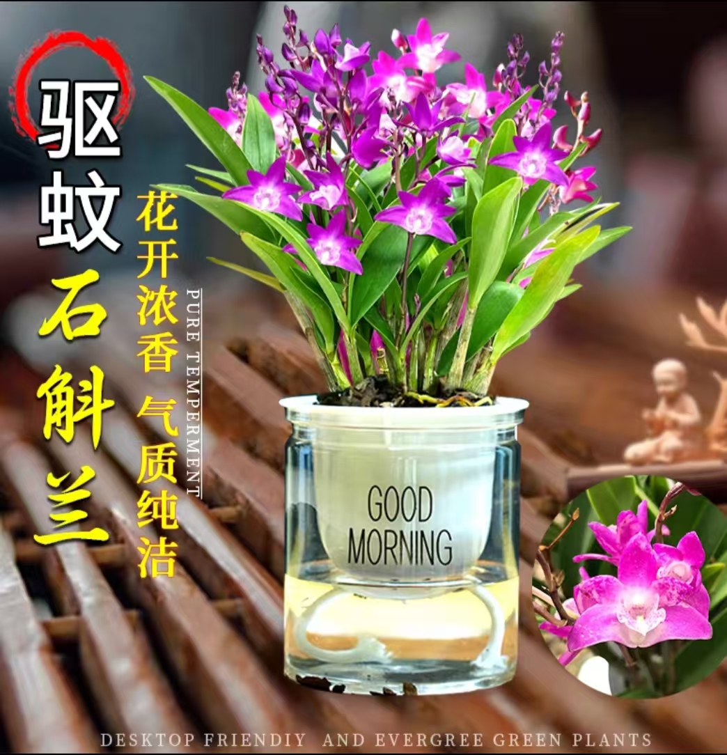 爆款特价澳洲香水石斛兰花苔藓水培室内绿植盆栽好养易活小兰花