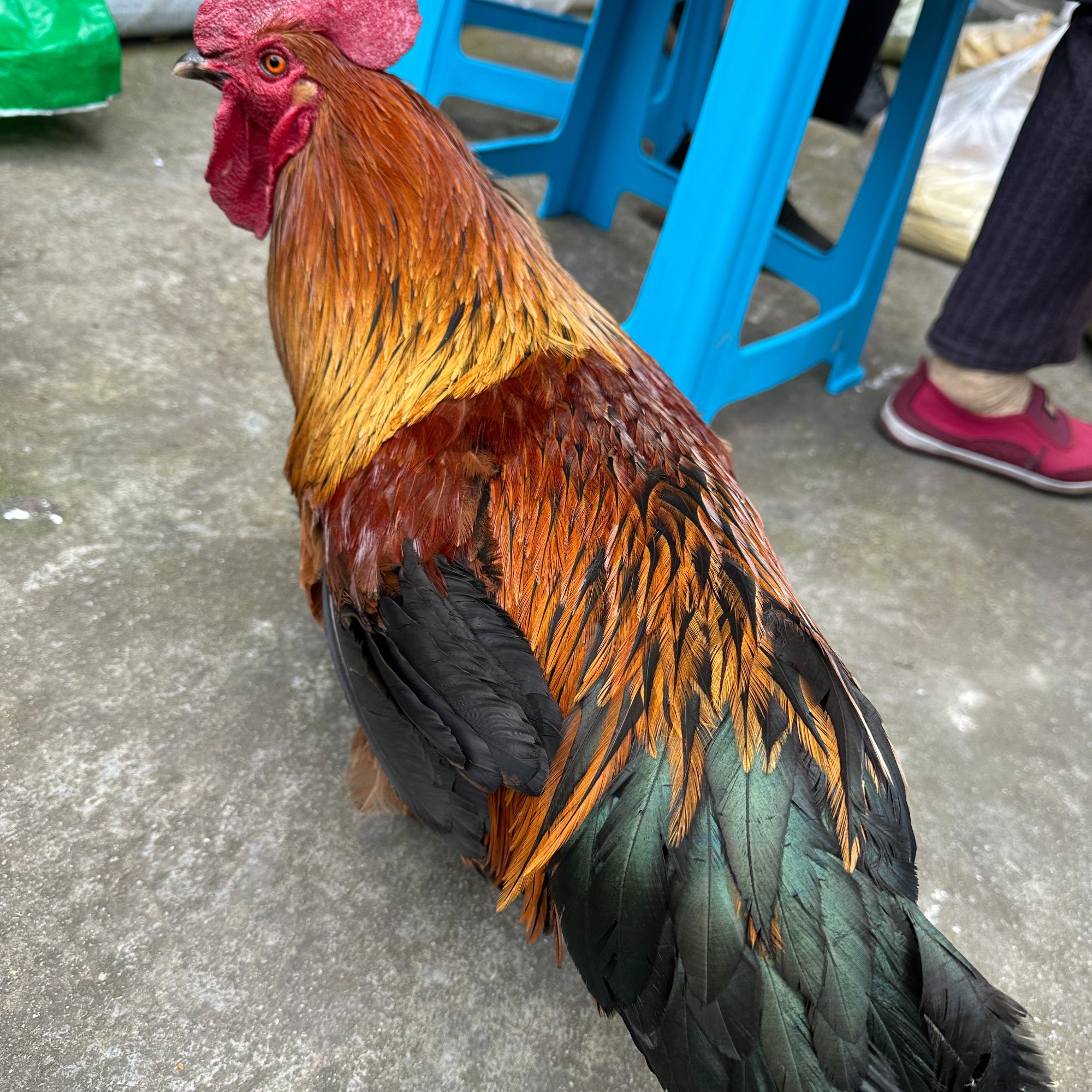 《甘书记助农》农家特产 土鸡母鸡公鸡