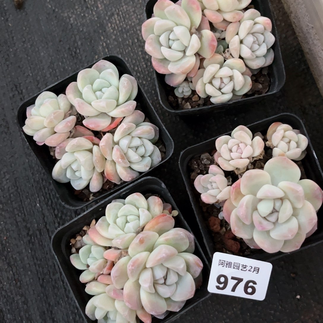 阿雅园艺。      976