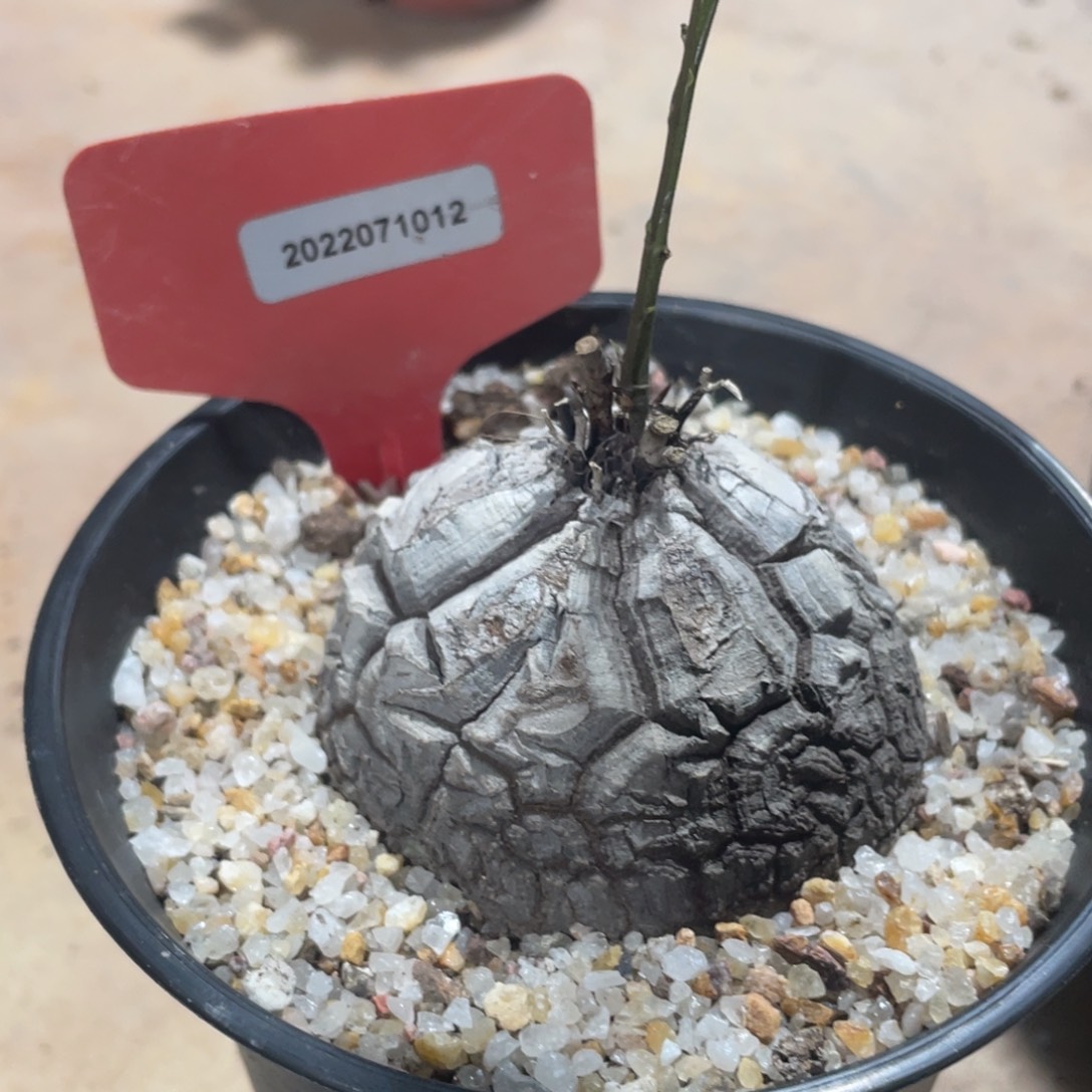 南非龟甲龙 一物一拍