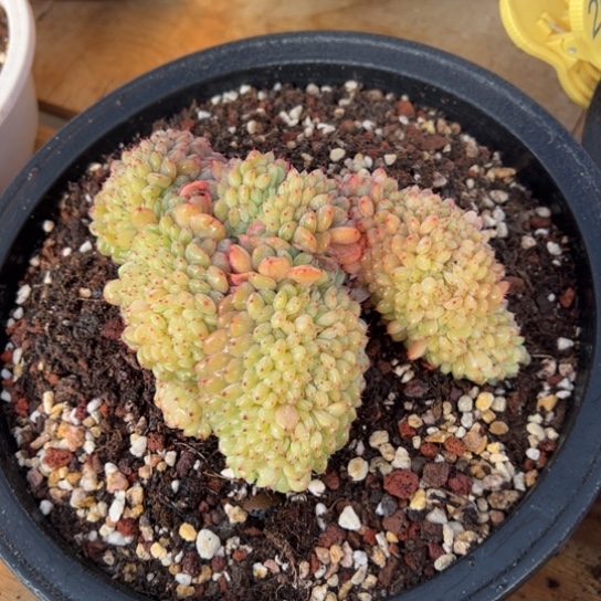 白胖子 夏鸣园艺