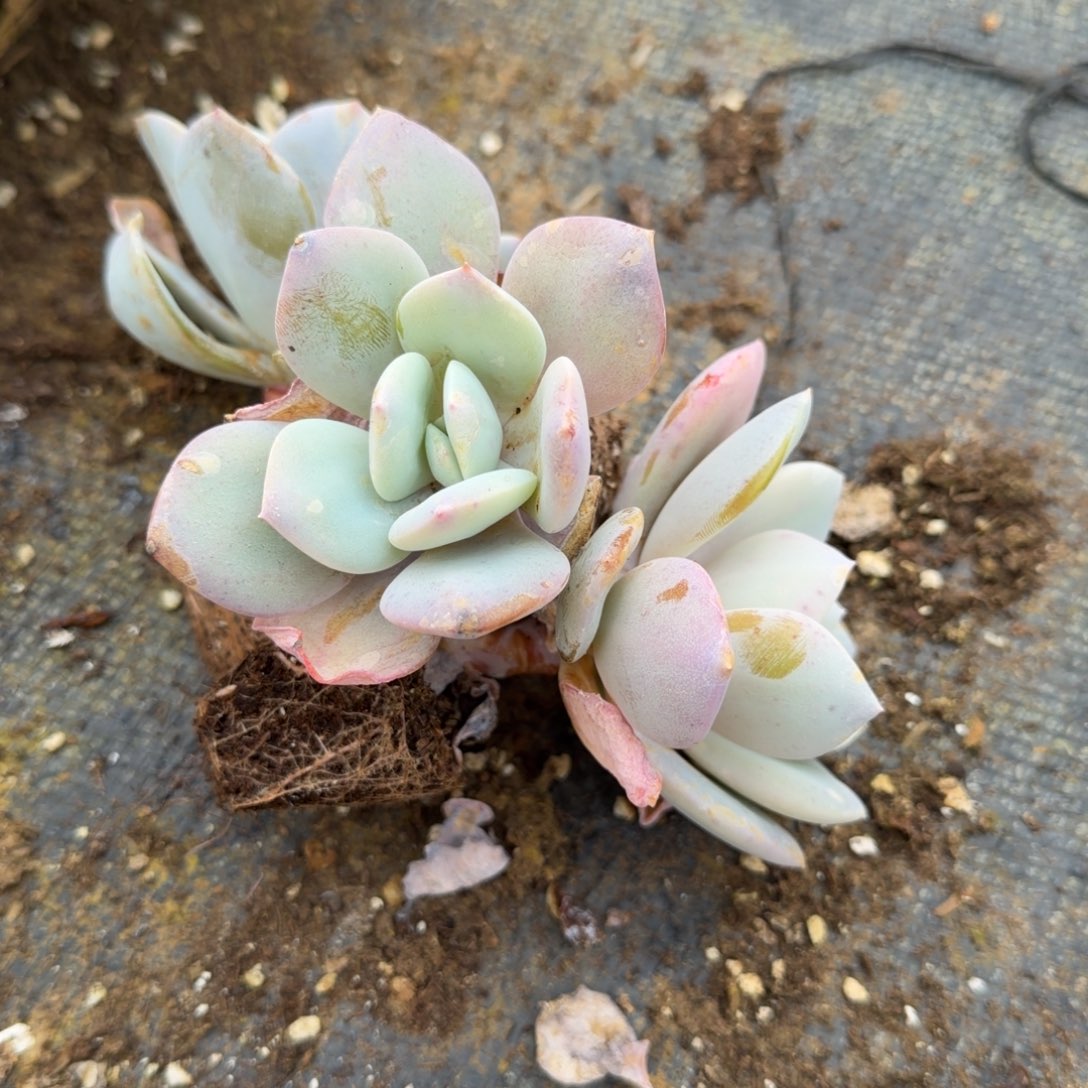 12-5奶茶十棵量拍左七