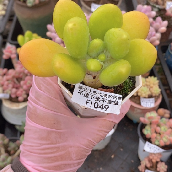 金蝉单头1049多肉植物
