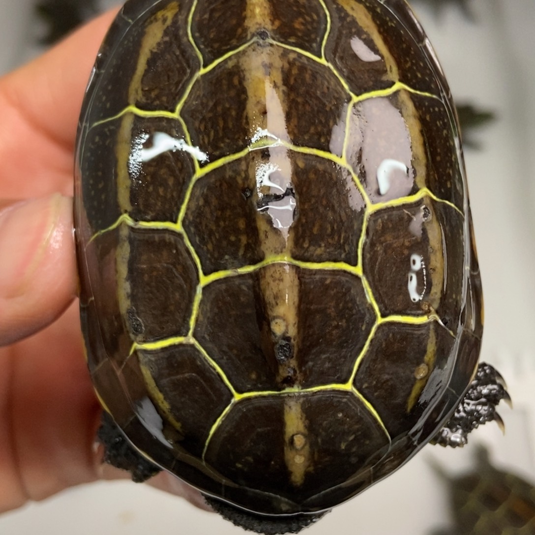 中华草龟不分公母