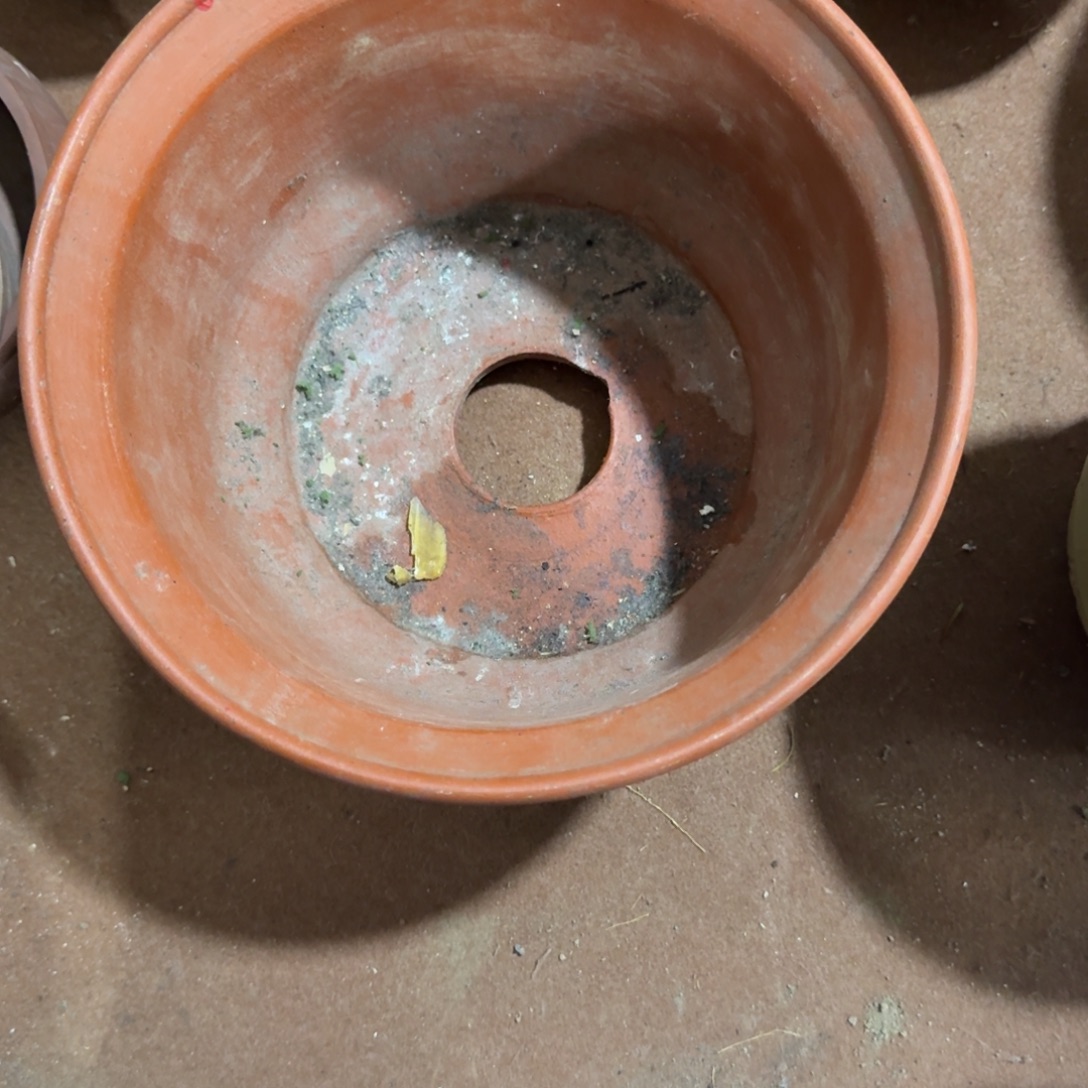 M***Z杂色豆（科檀/科特迪瓦檀木）