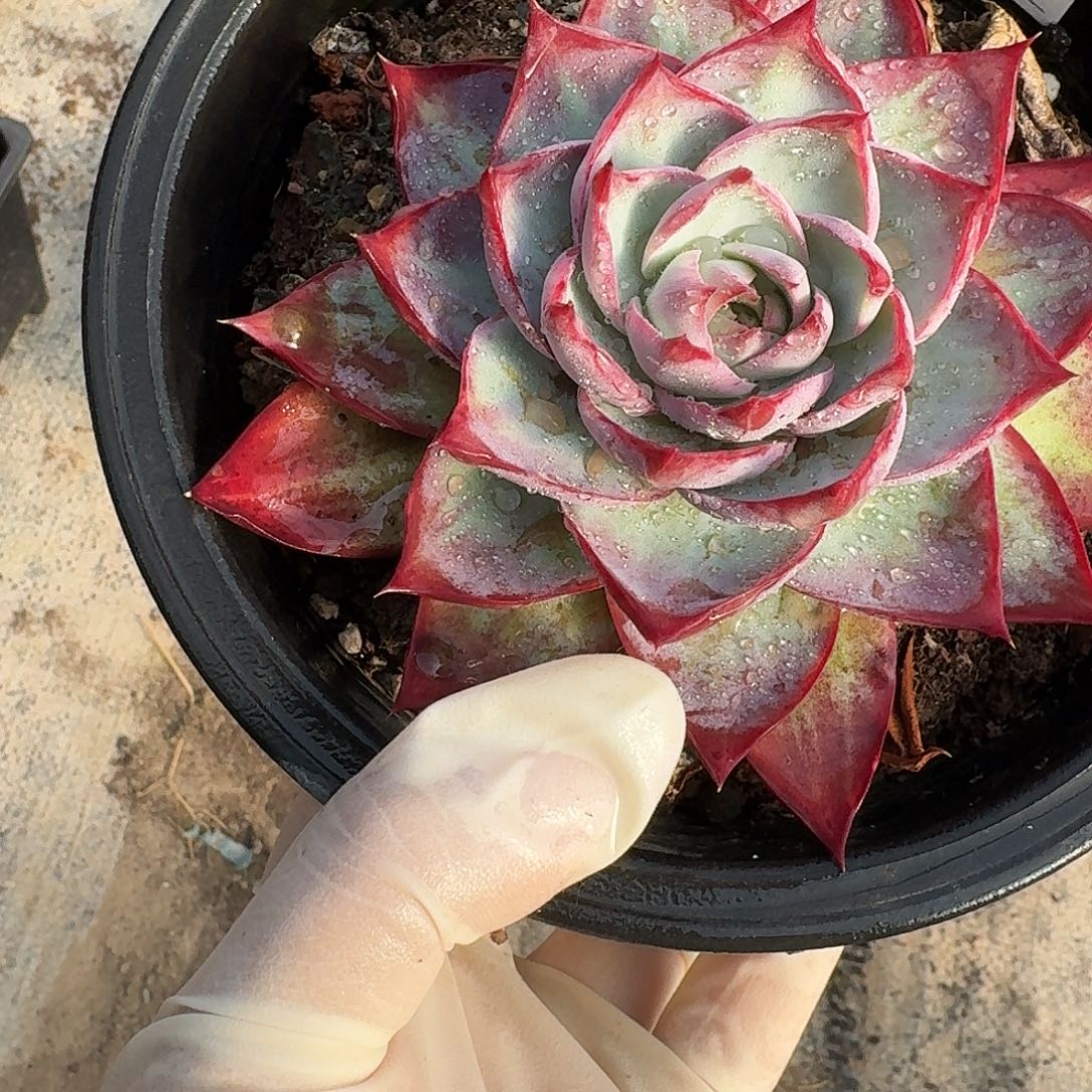 惊鸿惊鸿惊鸿 166...........