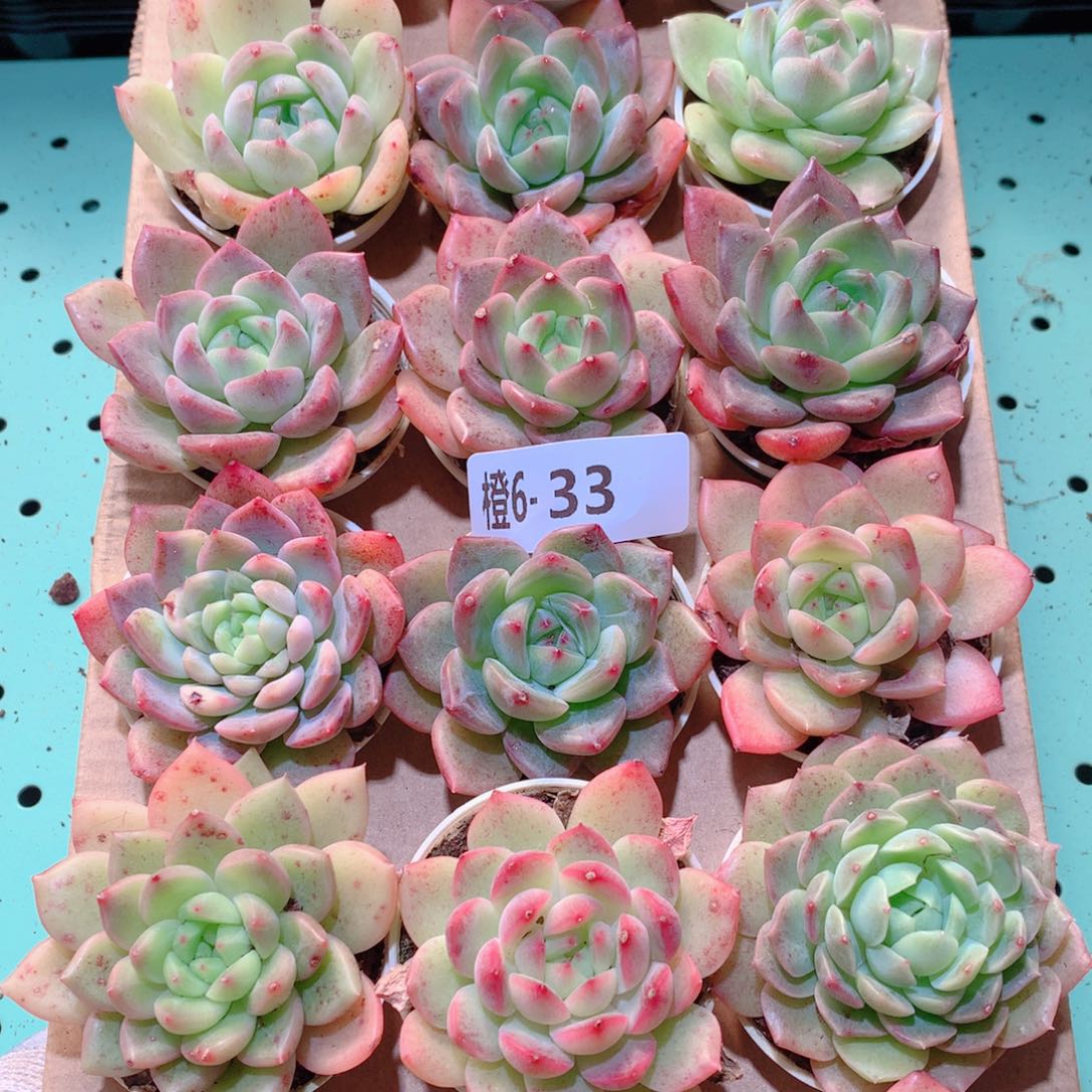 6-33一物一拍多肉带盆18颗