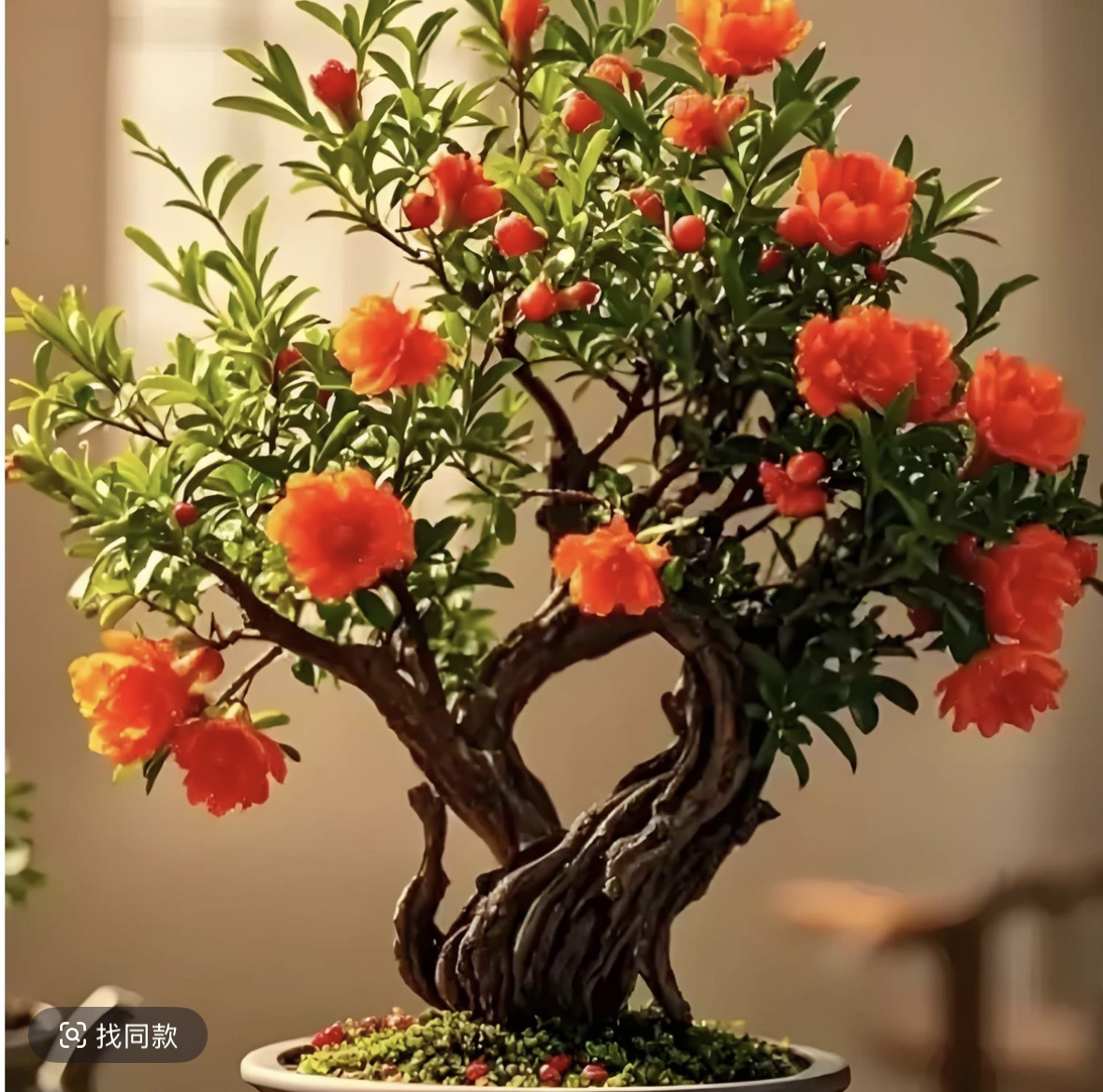 郑州荥阳突尼斯盆栽地栽室内外绿植花卉