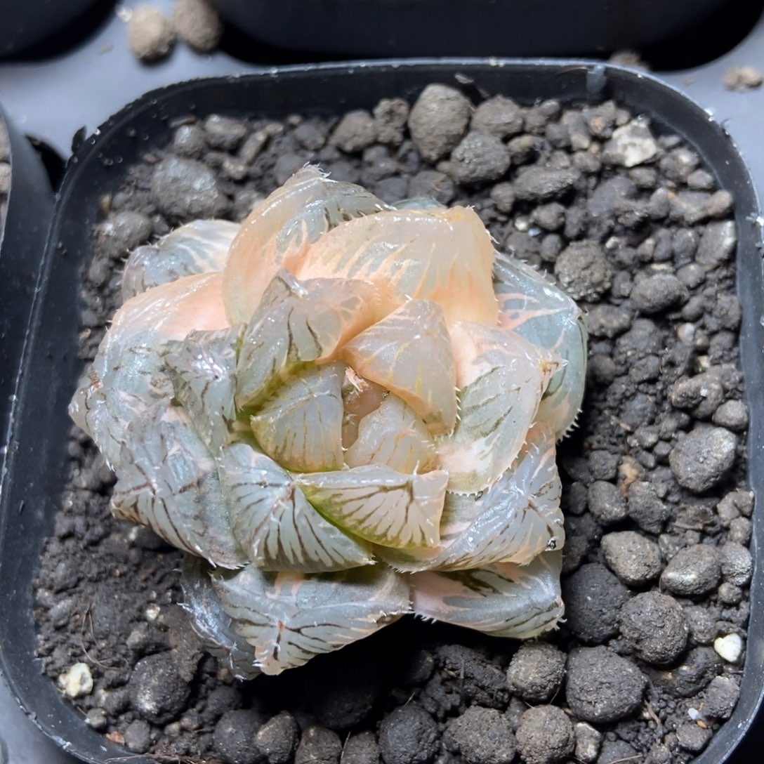 少根是是是是是是是是是寿