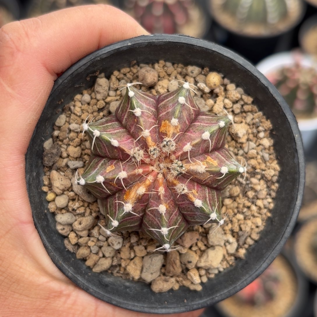 泰系晒伤轮回仙人球母本16