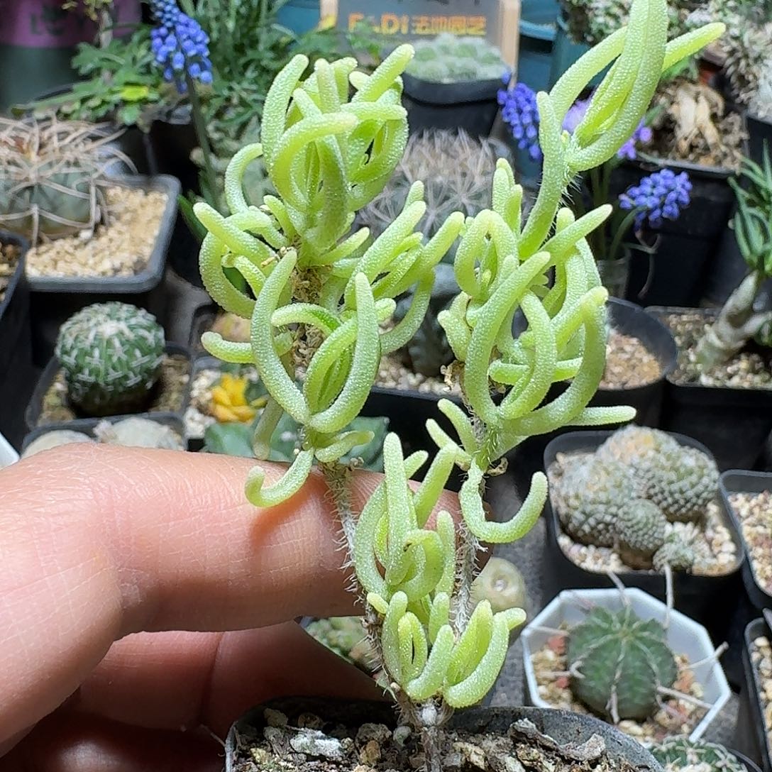 355荧光兔枝干锦带盆发货