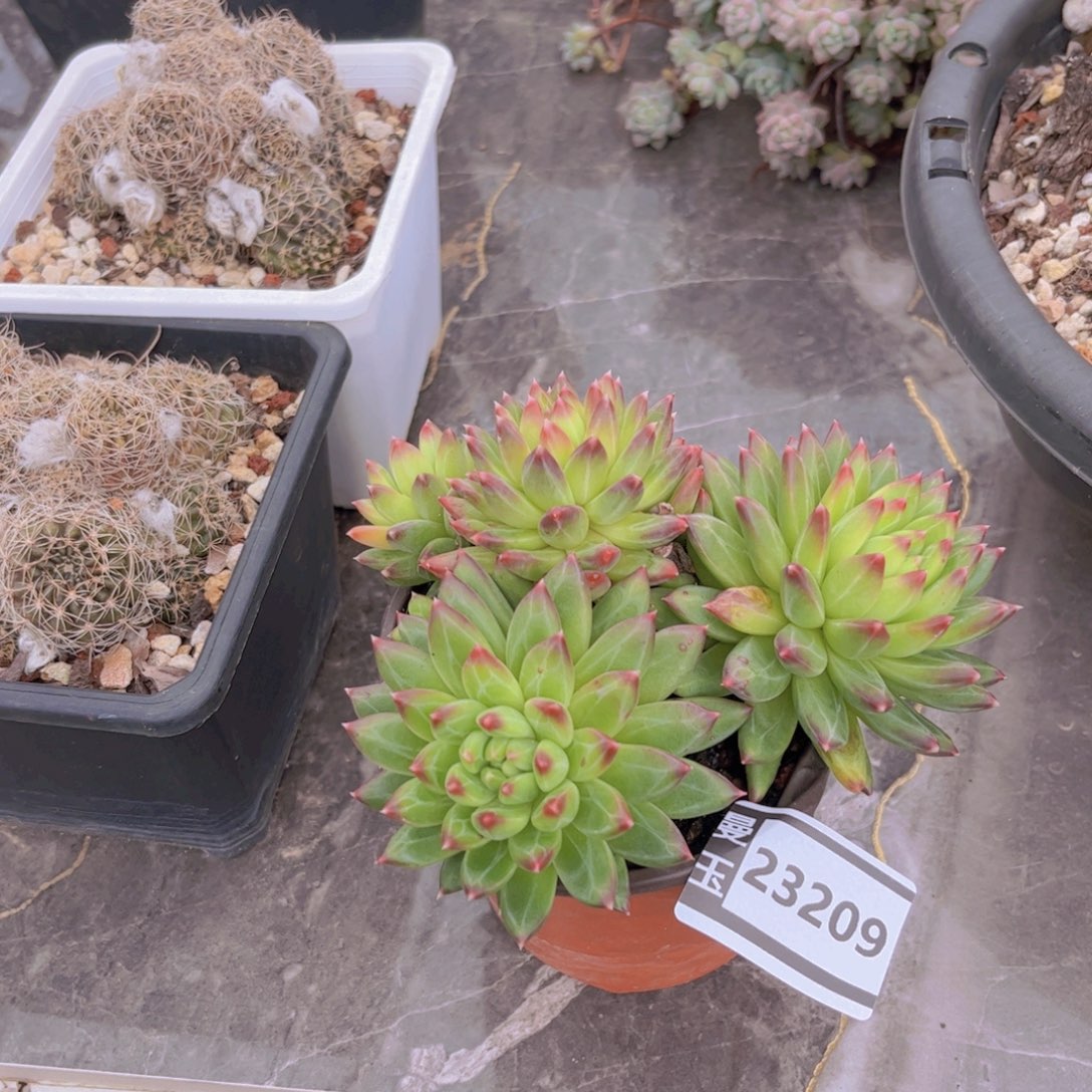惠兰多肉植物23209