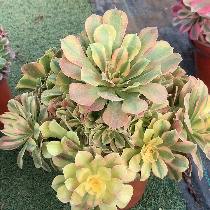 991红袖多肉植物