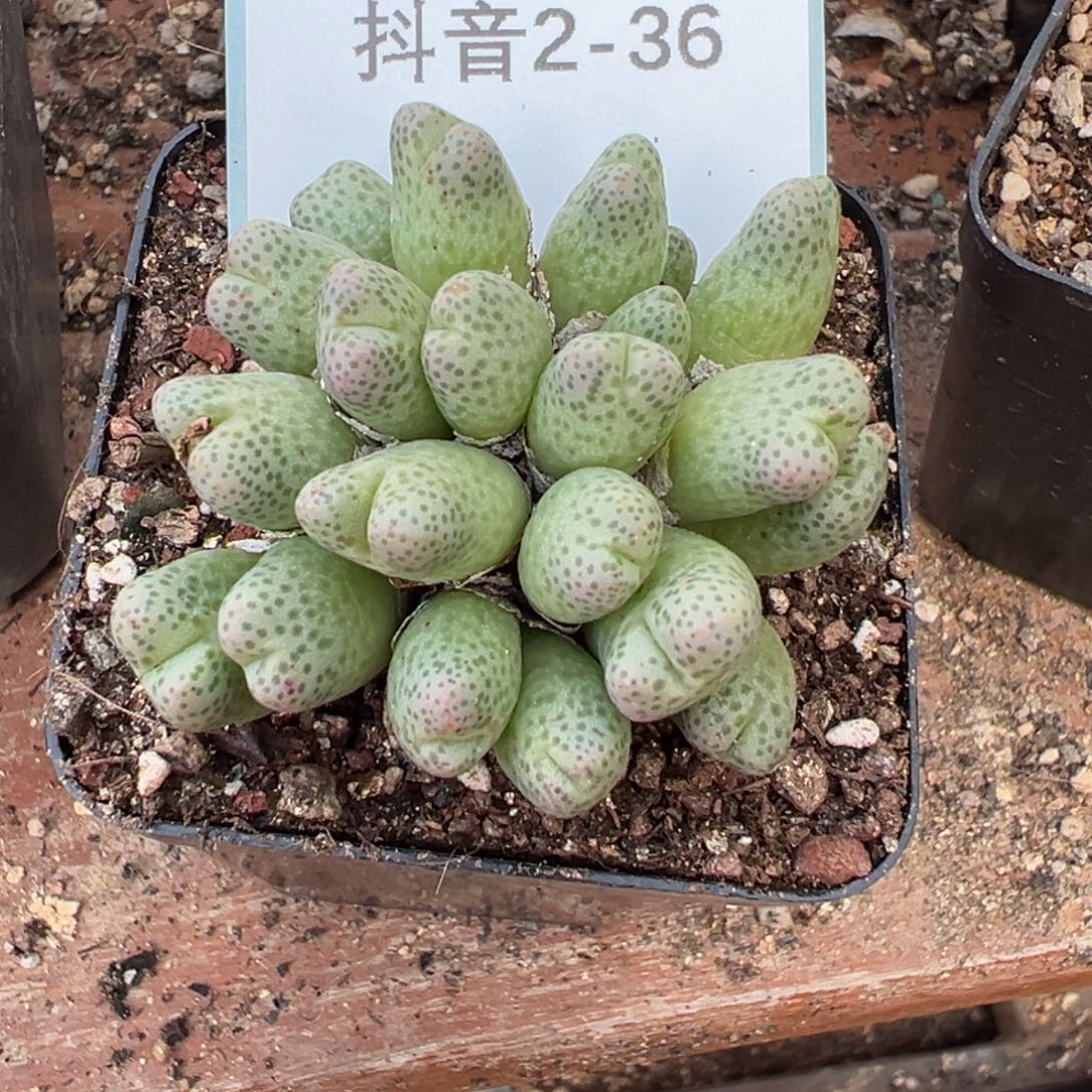 2-36肉锥多肉植物，