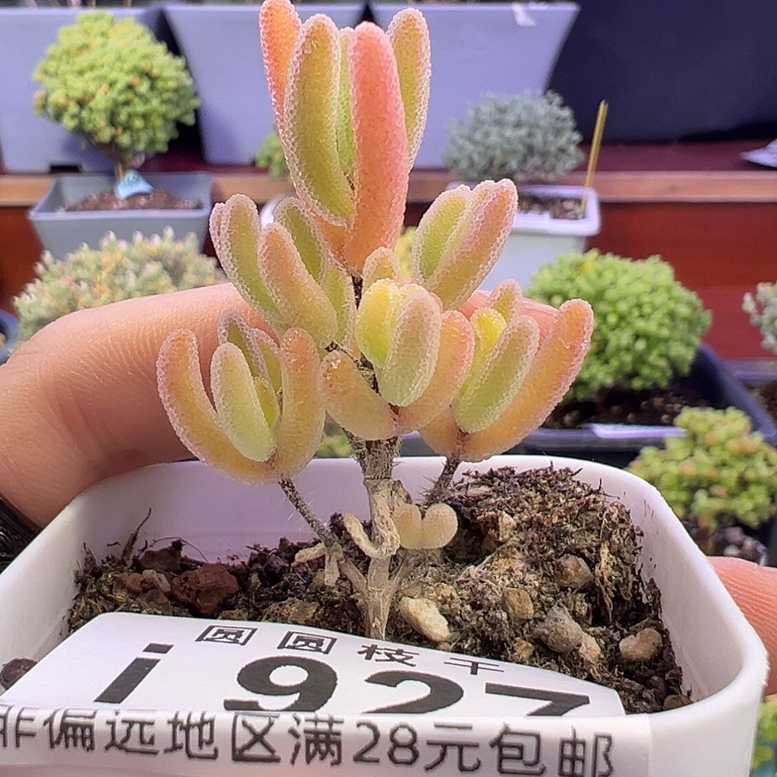 927闪闪一物一拍