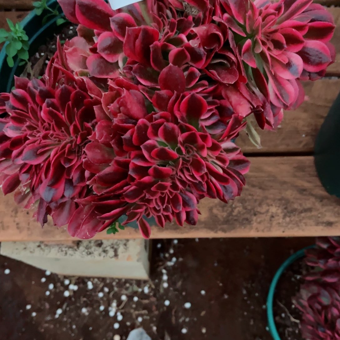 多肉植物348红袖