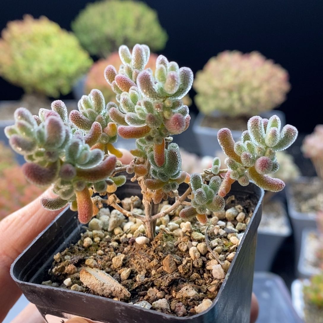 966冰晶红叶杂交。         