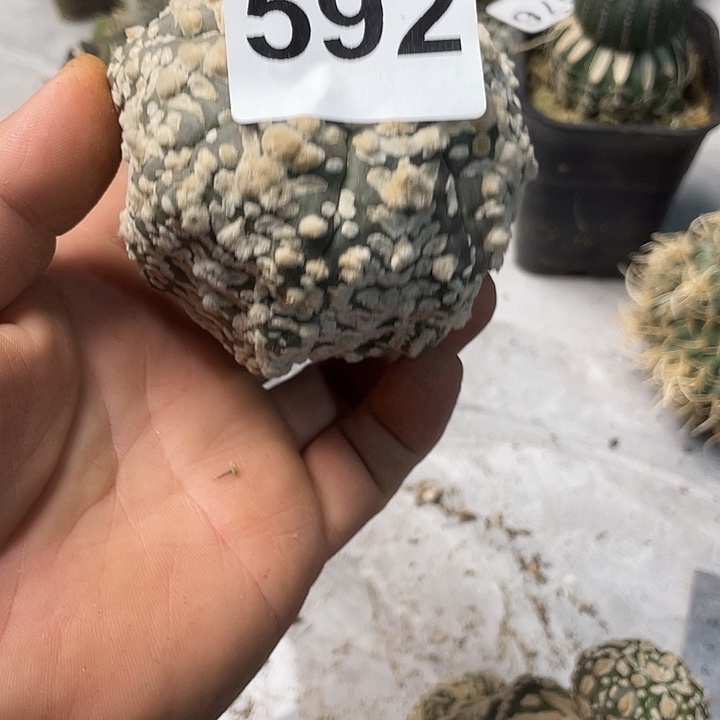 完全开放592v兜一个