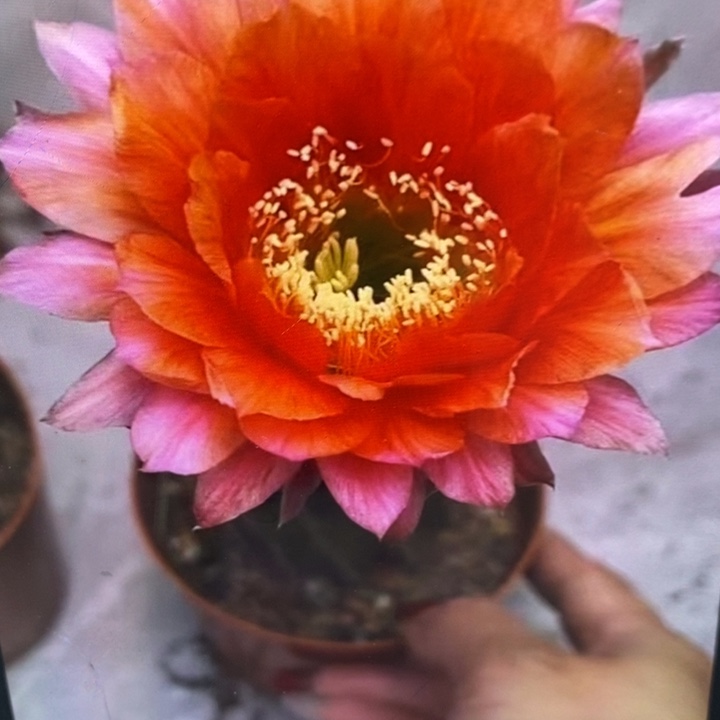 香香金刚1号带根5.5公分左右