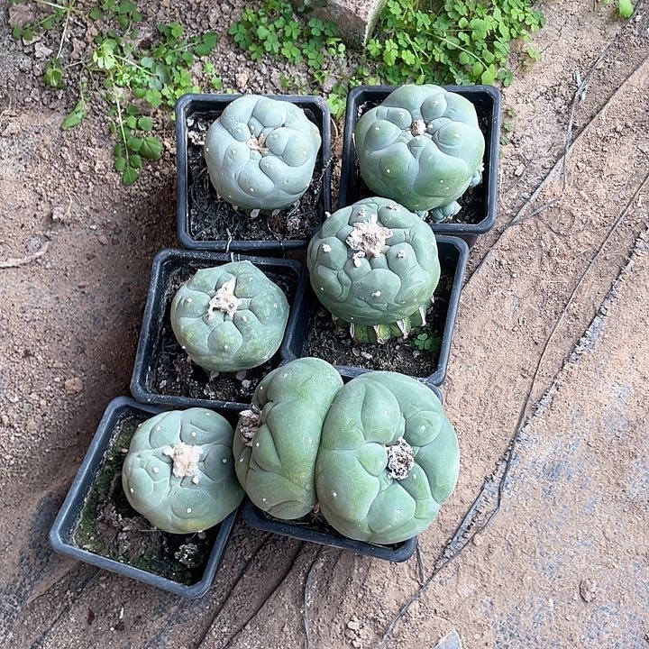 嘟*嘟仙人球花友专拍