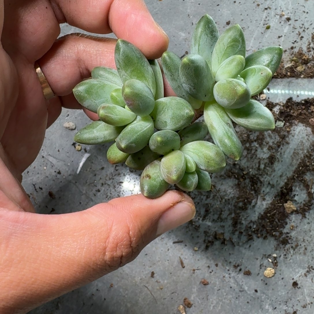 卡布奇诺 3头 美人杂交 一物一拍