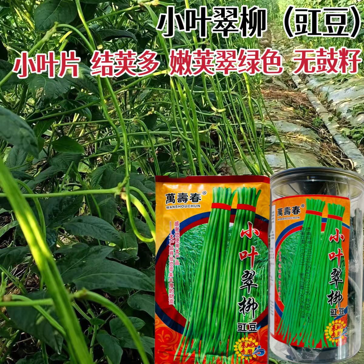 小叶翠柳长豇豆种子翠绿条豆角种籽早熟春夏秋耐寒豇豆种籽结荚多