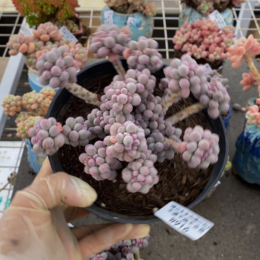 香水手指916/13c m