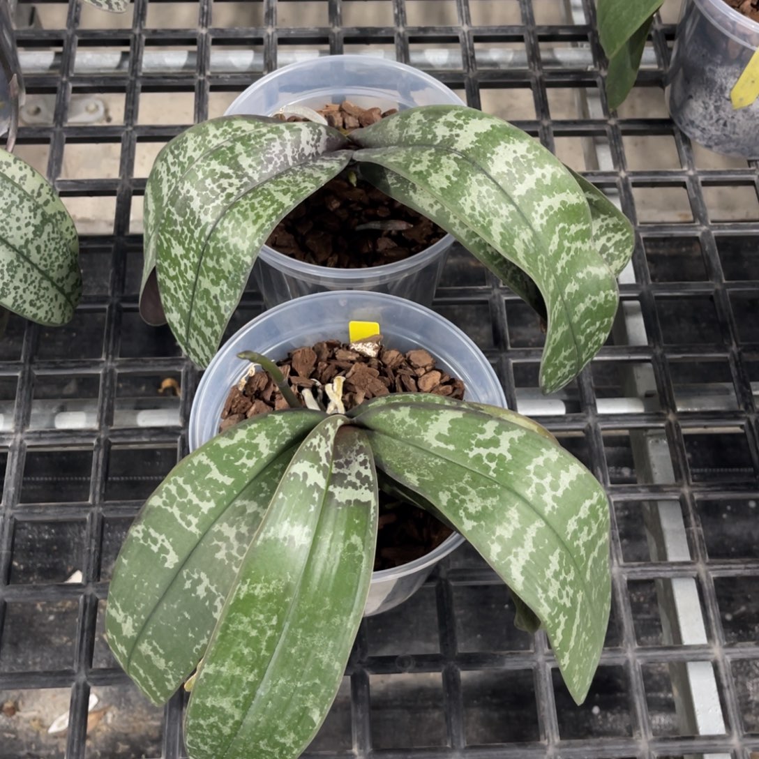 当前无花栽培后可以开花