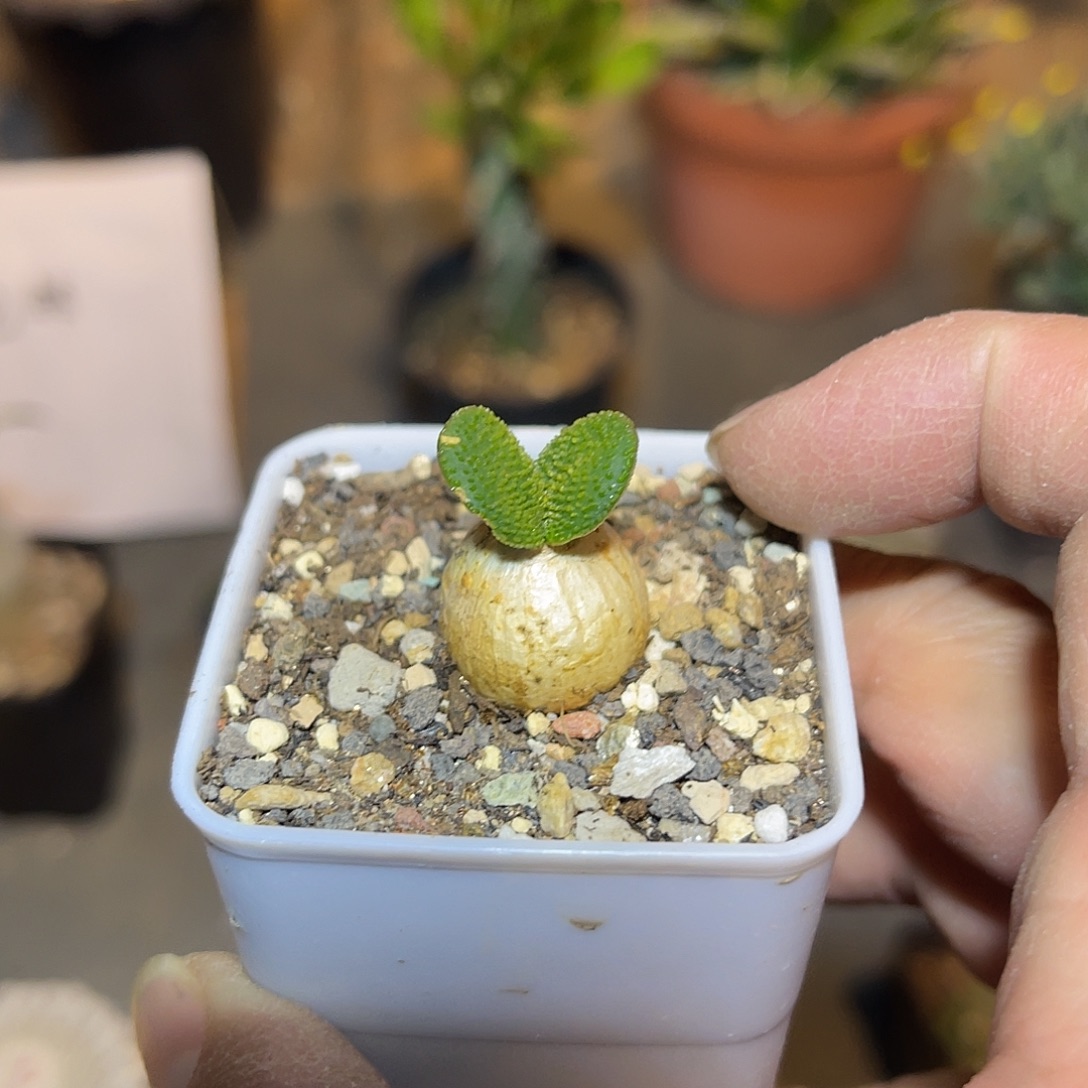 子播实生钢锉灯台百合